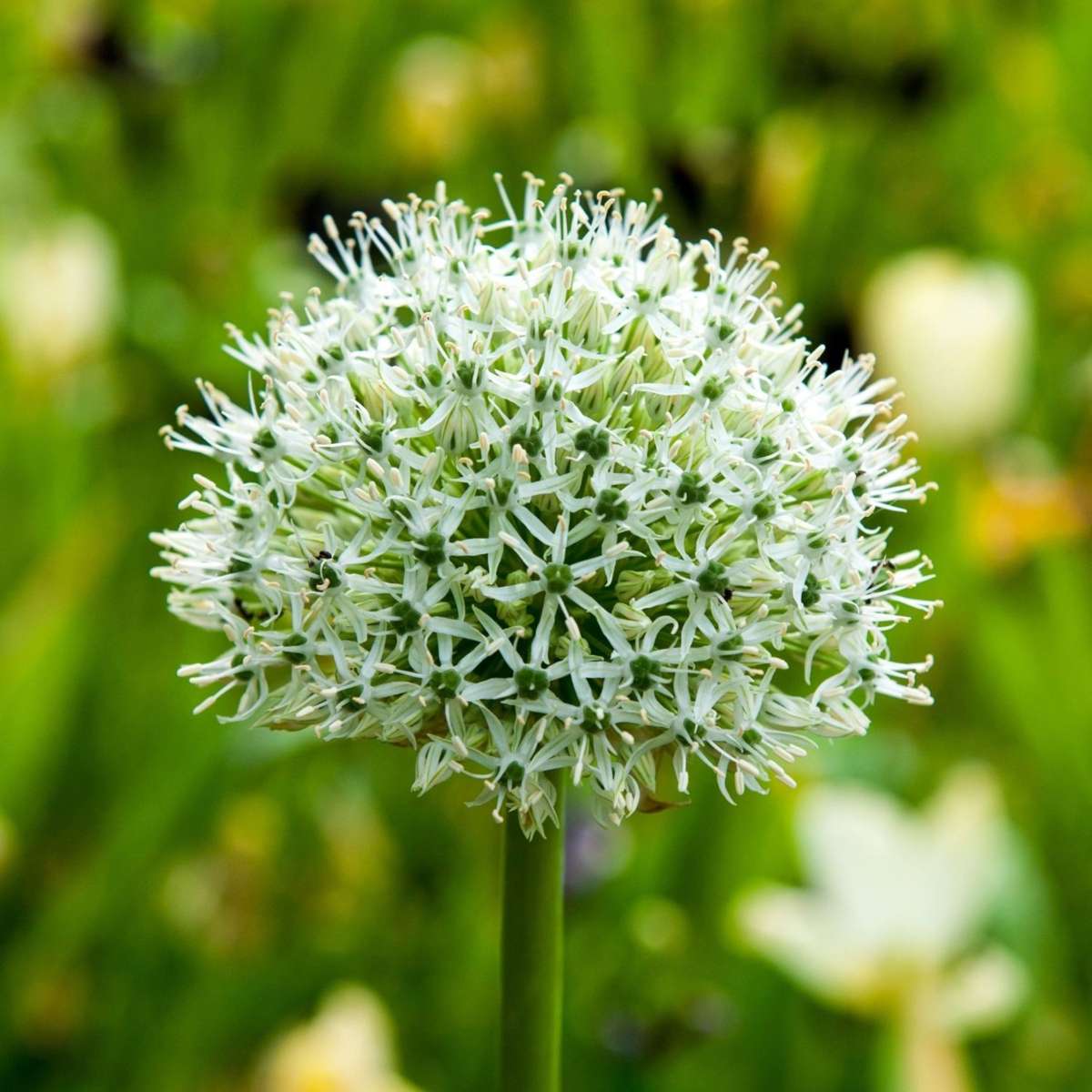 Ail - Set de 3 - Allium 'Mount Everest' - Bulbes à fleurs - Blanc