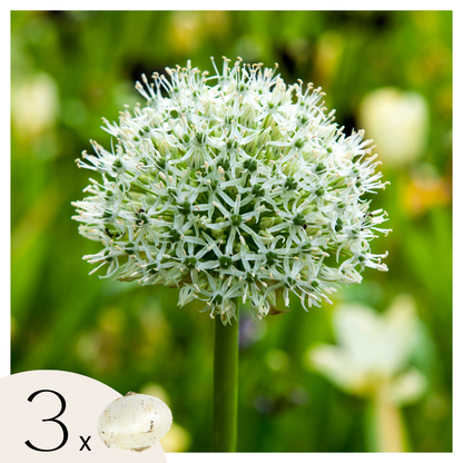 Ail - Set de 3 - Allium 'Mount Everest' - Bulbes à fleurs - Blanc