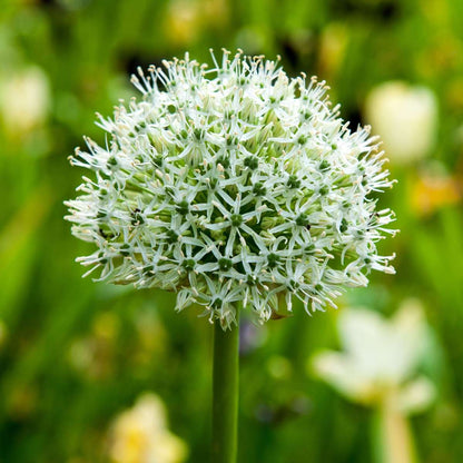 Ail - Set de 6 - Allium 'Mount Everest' - Bulbes à fleurs - Blanc - TD Plantz