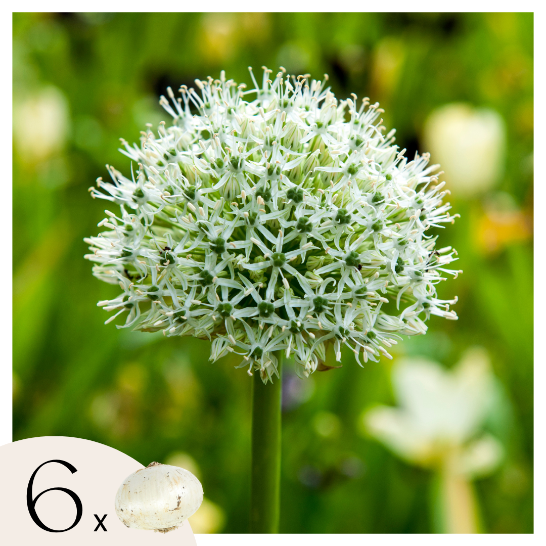 Ail - Set de 6 - Allium 'Mount Everest' - Bulbes à fleurs - Blanc - TD Plantz