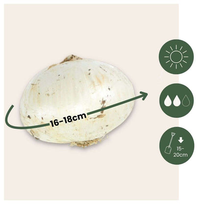 Ail - Set de 6 - Allium 'Mount Everest' - Bulbes à fleurs - Blanc - TD Plantz