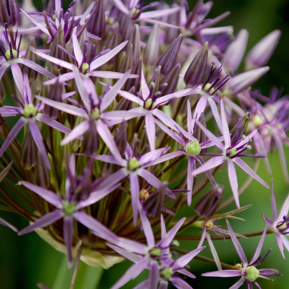 Ail - Set de 15 - Allium 'Christophii' - Bulbes à fleurs - Violet