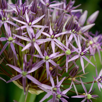 Ail - Set de 15 - Allium 'Christophii' - Bulbes à fleurs - Violet