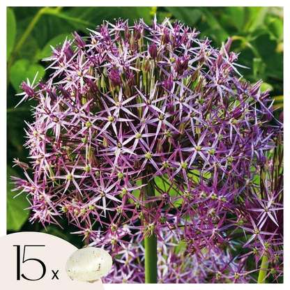 Ail - Set de 15 - Allium 'Christophii' - Bulbes à fleurs - Violet