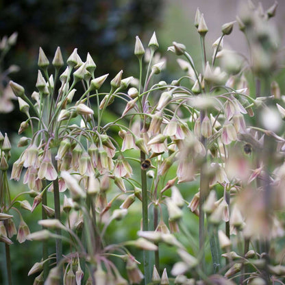 Ail - Set de 30 - Allium 'Nectaroscordum' - Bulbes à fleurs - Rose