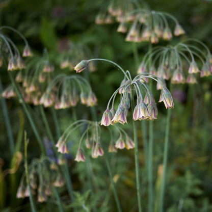 Ail - Set de 30 - Allium 'Nectaroscordum' - Bulbes à fleurs - Rose
