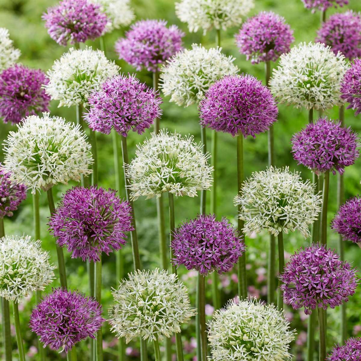 Ail - Set de 15 - Allium 'Purple, 'White' - Bulbes à fleurs - Violet