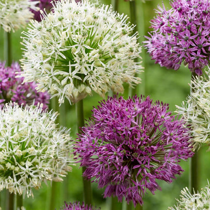 Ail - Set de 15 - Allium 'Purple, 'White' - Bulbes à fleurs - Violet