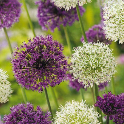 Ail - Set de 15 - Allium 'Purple, 'White' - Bulbes à fleurs - Violet