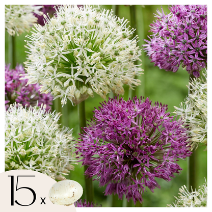 Ail - Set de 15 - Allium 'Purple, 'White' - Bulbes à fleurs - Violet
