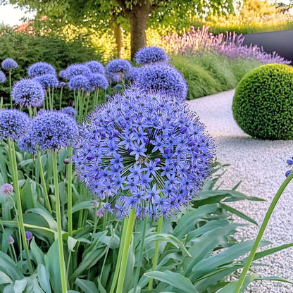 Ail - Set de 80 - Allium 'Caeruleum' - Bulbes à fleurs - Bleu