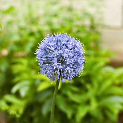 Ail - Set de 80 - Allium 'Caeruleum' - Bulbes à fleurs - Bleu