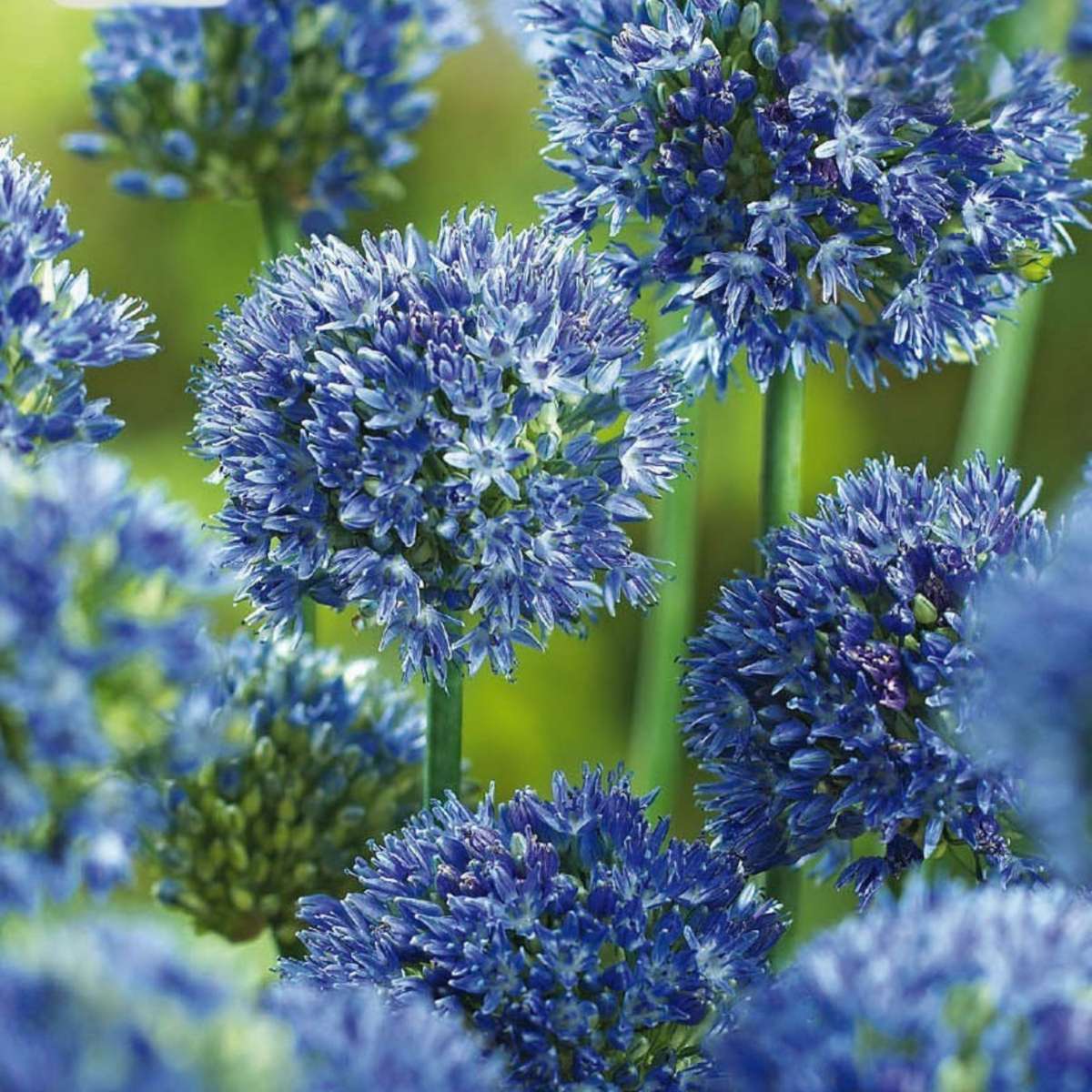 Ail d’ornement bleu - Allium 'Caeruleum' - Lot de 40 bulbes