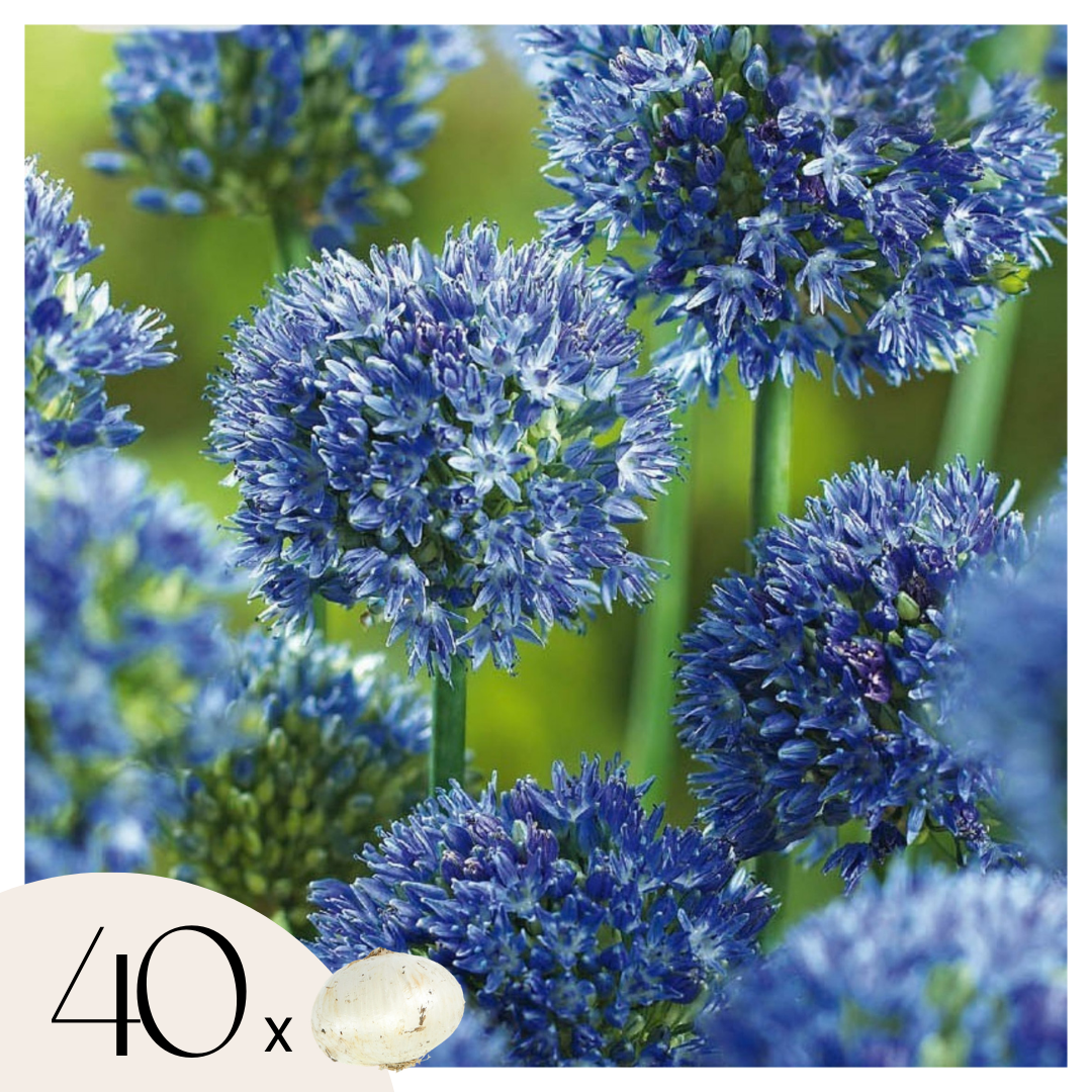Ail d’ornement bleu - Allium 'Caeruleum' - Lot de 40 bulbes