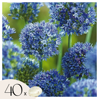 Ail d’ornement bleu - Allium 'Caeruleum' - Lot de 40 bulbes