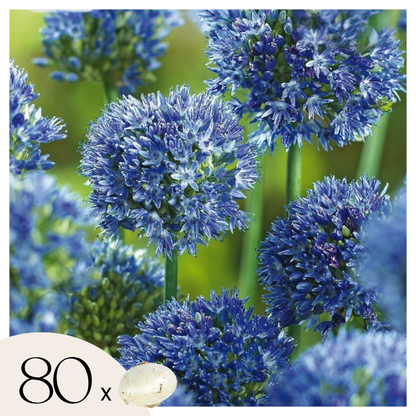 Ail - Set de 80 - Allium 'Caeruleum' - Bulbes à fleurs - Bleu
