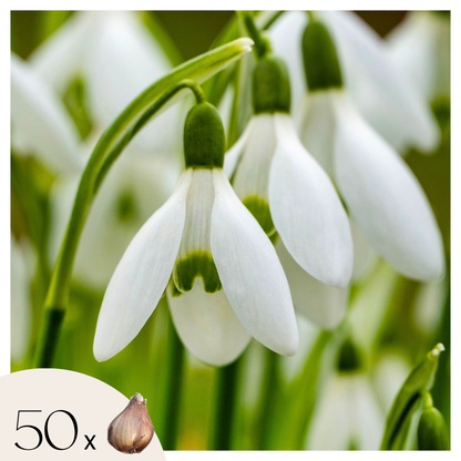 Perce-neige - Set de 50 - Galanthus elwesii - Bulbes à fleurs - Blanc - TD Plantz