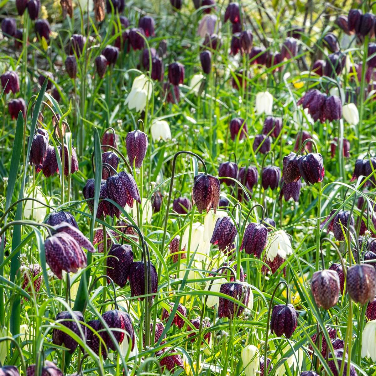 Fritillaire - Set de 30 - Fritillaria 'meleagris' - Bulbes à fleurs