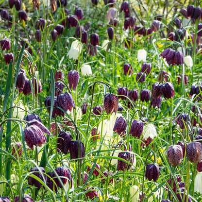 Fritillaire - Set de 30 - Fritillaria 'meleagris' - Bulbes à fleurs