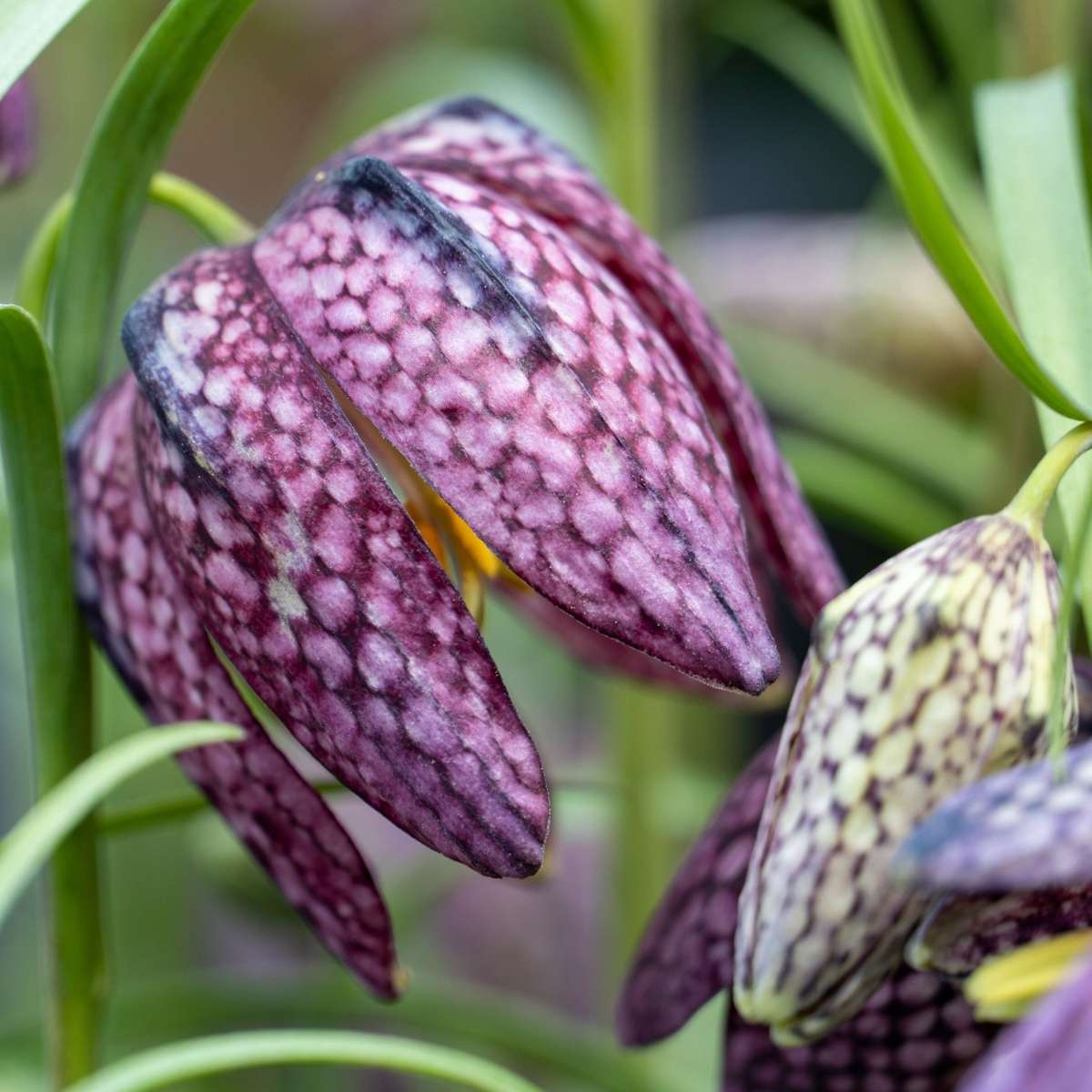 Fritillaire - Set de 30 - Fritillaria 'meleagris' - Bulbes à fleurs