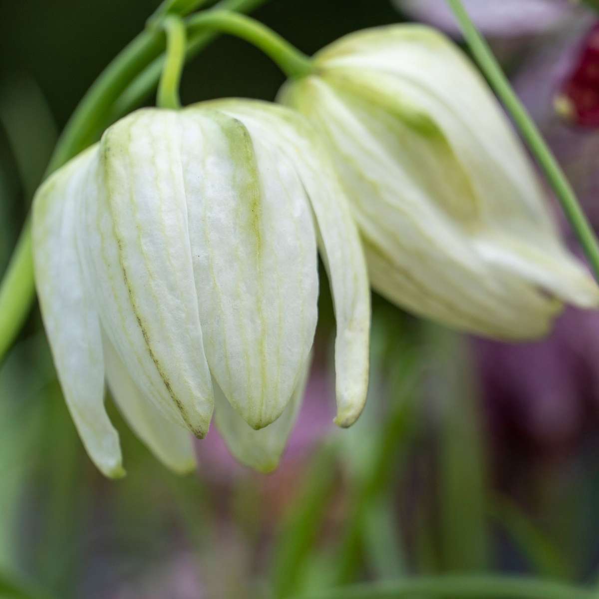 Fritillaire - Set de 30 - Fritillaria 'meleagris' - Bulbes à fleurs