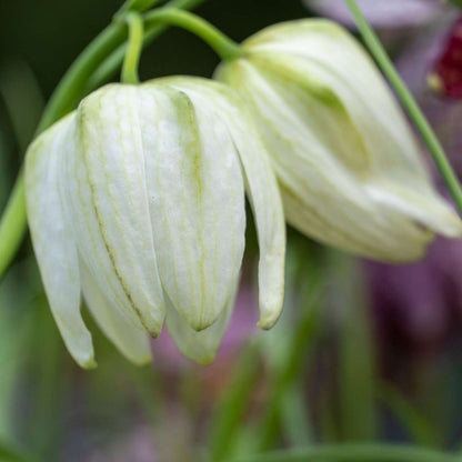 Fritillaire - Set de 30 - Fritillaria 'meleagris' - Bulbes à fleurs