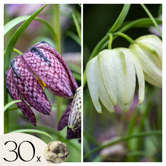 Snake's Head fritillary - 30 pcs. - Fritillaria 'meleagris' - Flower Bulbs