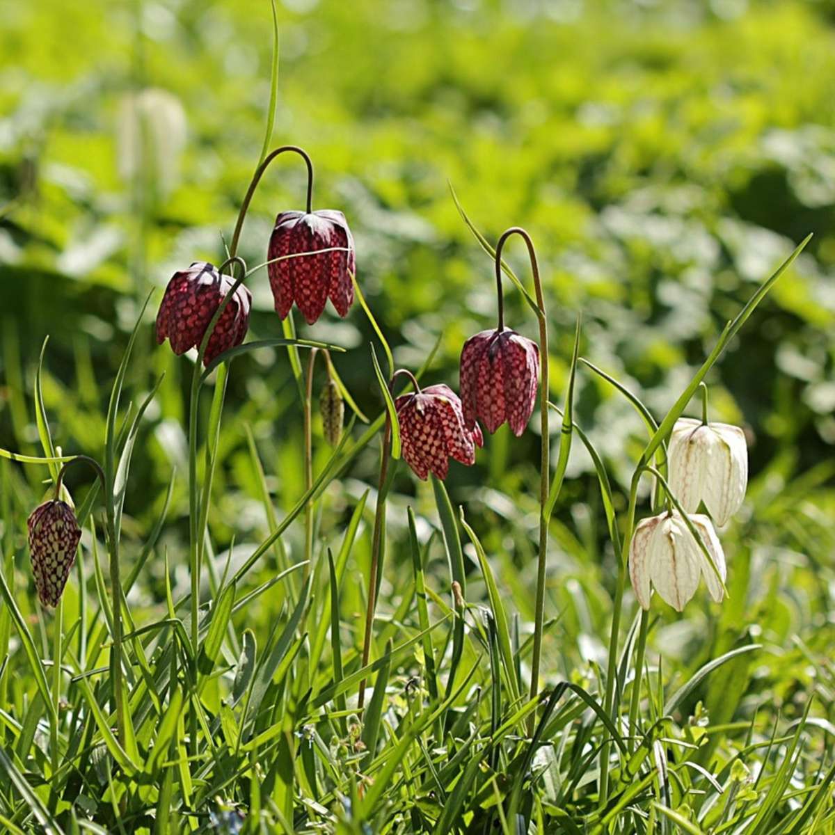 Fritillaire - Set de 60 - Fritillaria 'meleagris' - Bulbes à fleurs
