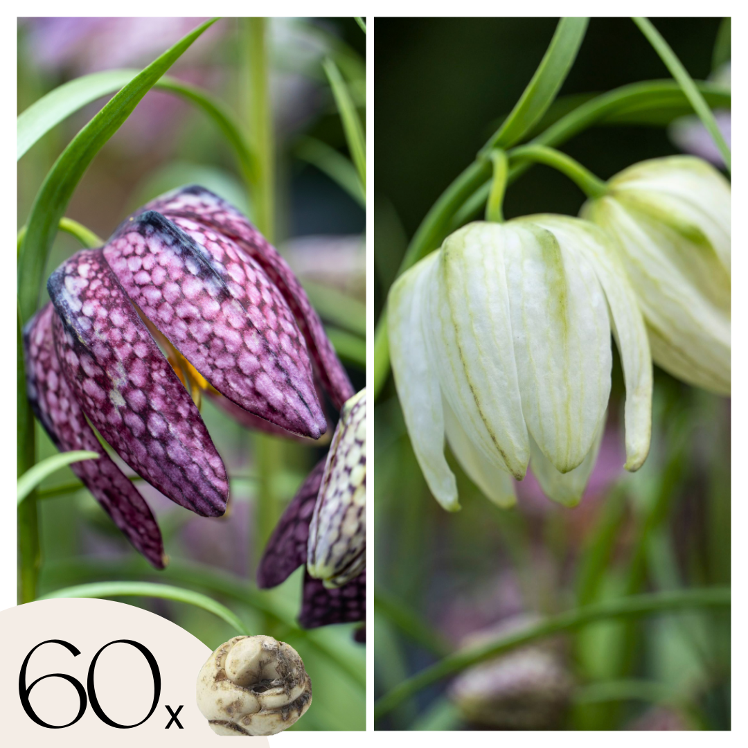 Fritillaire - Set de 60 - Fritillaria 'meleagris' - Bulbes à fleurs
