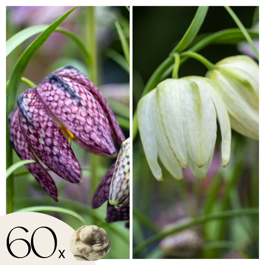 Snake's Head fritillary - 60 pcs. - Fritillaria 'meleagris' - Flower Bulbs