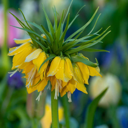 Fritillaire jaune - Set de 3 - Fritillaria 'lutea' - Bulbes à fleurs - Jaune