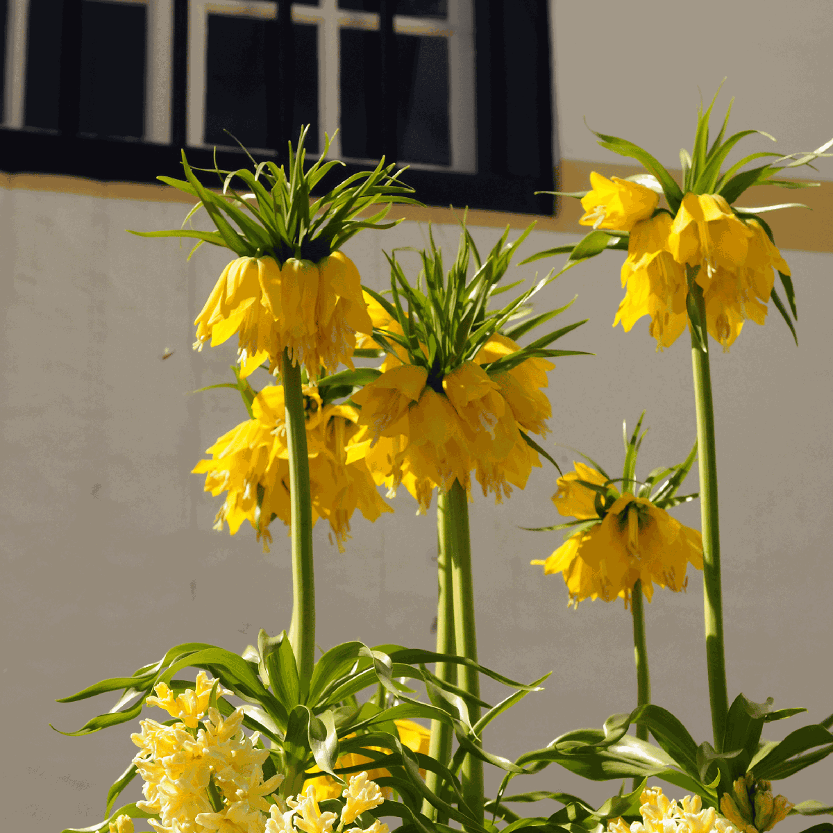 Fritillaire jaune - Set de 3 - Fritillaria 'lutea' - Bulbes à fleurs - Jaune