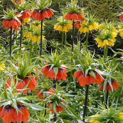 Fritillaire jaune - Set de 3 - Fritillaria 'lutea' - Bulbes à fleurs - Jaune