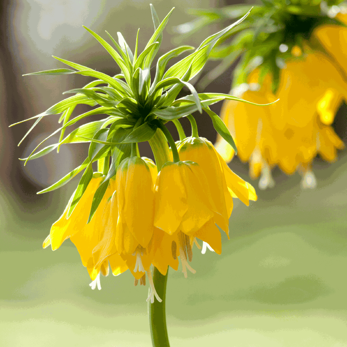 Fritillaire jaune - Set de 3 - Fritillaria 'lutea' - Bulbes à fleurs - Jaune