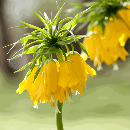 Fritillaire jaune - Set de 3 - Fritillaria 'lutea' - Bulbes à fleurs - Jaune