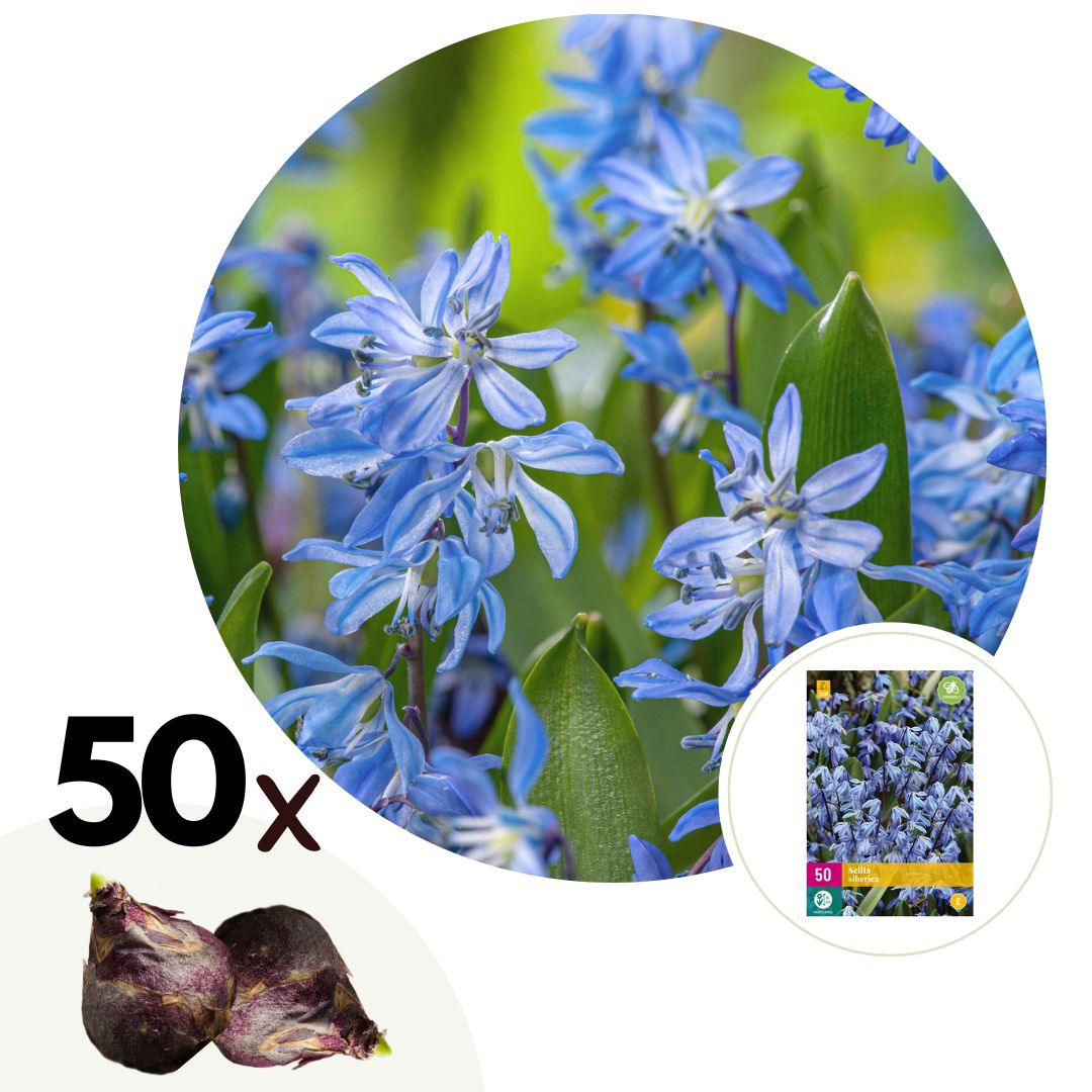Siberian Squill - 50 pcs. - Scilla siberica - Flower Bulbs - Blue
