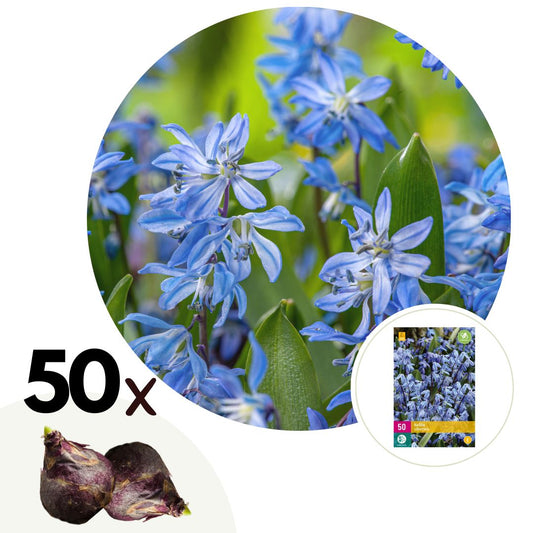 Siberian Squill - 50 pcs. - Scilla siberica - Flower Bulbs - Blue