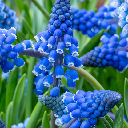 Muscari d'Arménie - Set de 100 - Muscari armeniacum - Bulbes à fleurs - Bleu