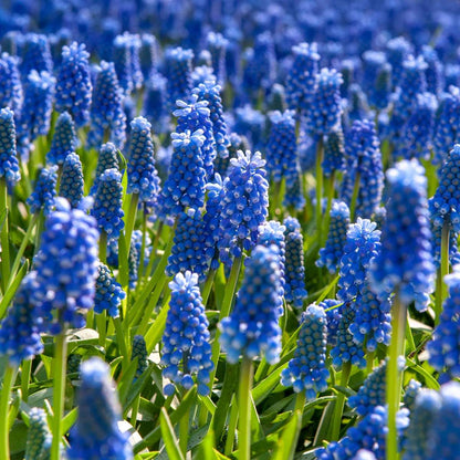Muscari d'Arménie - Set de 200 - Muscari armeniacum - Bulbes à fleurs - Bleu