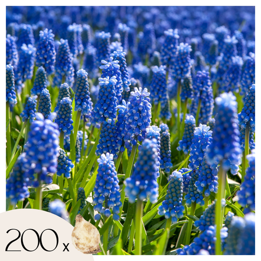 Grape hyacinths - 200 pcs. - Muscari armeniacum - Flower Bulbs - Blue
