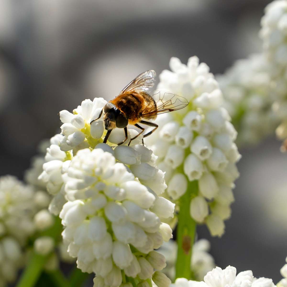 Perce-neige - Set de 50 - Muscari 'White Magic' - Bulbes à fleurs - Blanc