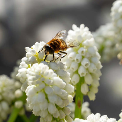 Perce-neige - Set de 50 - Muscari 'White Magic' - Bulbes à fleurs - Blanc