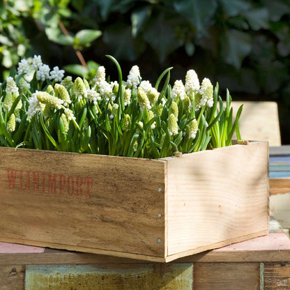 Perce-neige - Set de 50 - Muscari 'White Magic' - Bulbes à fleurs - Blanc