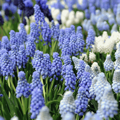 Perce-neige - Set de 50 - Muscari 'Magic Mix' - Bulbes à fleurs