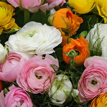 Renoncule - Set de 80 - Ranunculus - Bulbes à fleurs