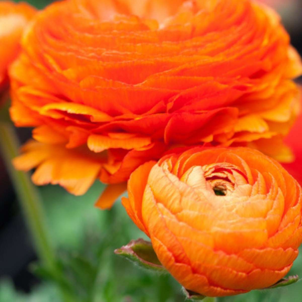 Renoncule - Set de 80 - Ranunculus - Bulbes à fleurs