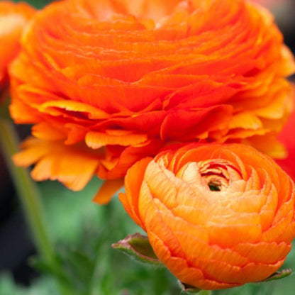 Renoncule - Set de 80 - Ranunculus - Bulbes à fleurs