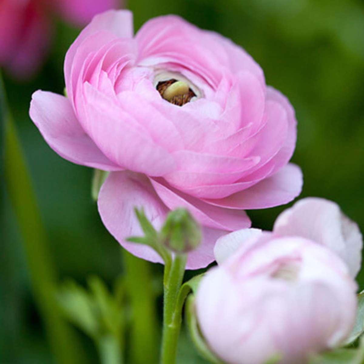 Renoncule - Set de 80 - Ranunculus - Bulbes à fleurs