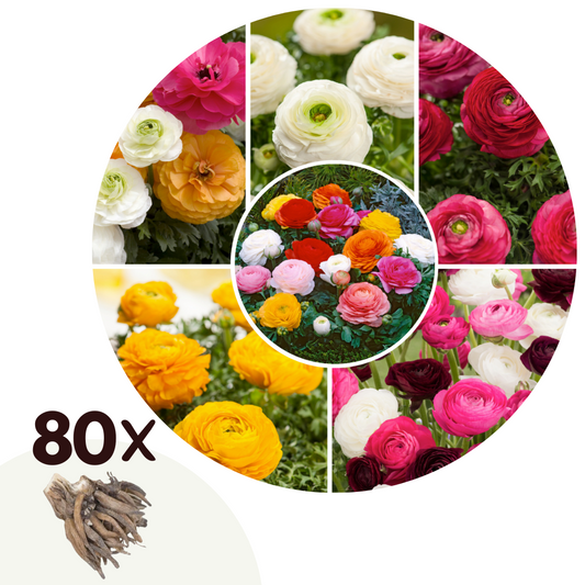 Buttercups - 80 pcs. - Ranunculus - Flower Bulbs