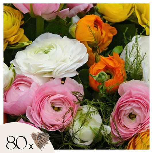 Renoncule - Set de 80 - Ranunculus - Bulbes à fleurs